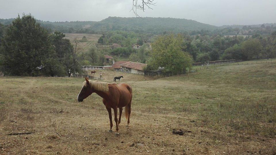 فندق Ecopark ايلينا المظهر الخارجي الصورة