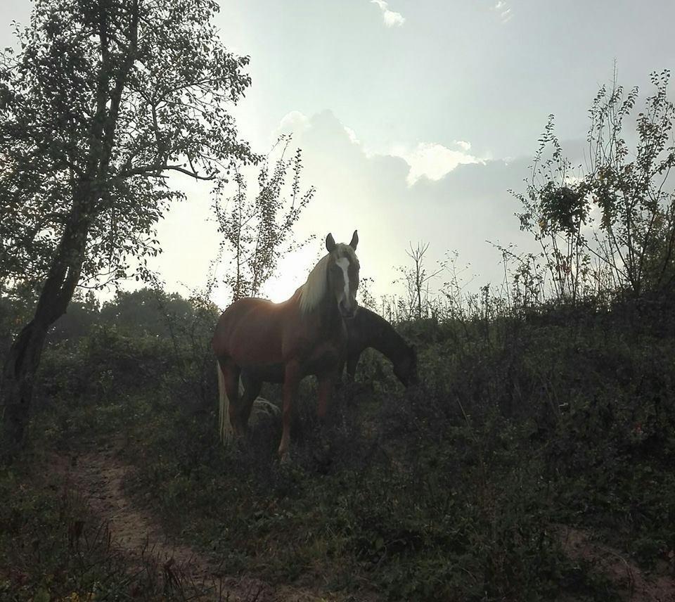 فندق Ecopark ايلينا المظهر الخارجي الصورة